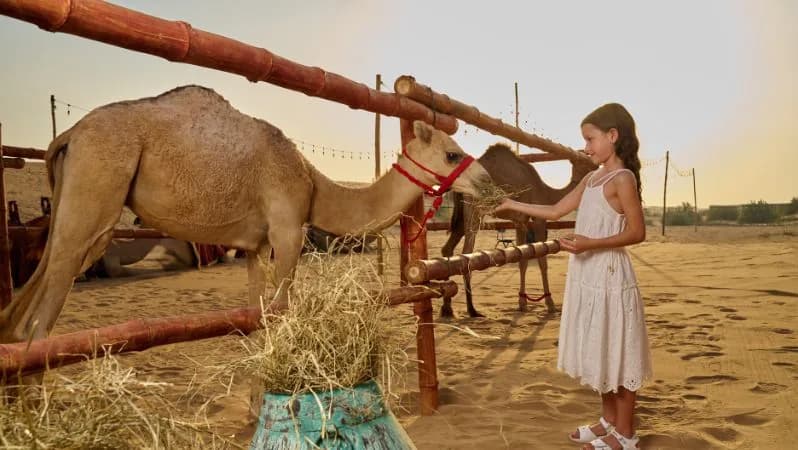 Noble Dinner Show Dubai: An Unforgettable Evening of Food & Entertainment
